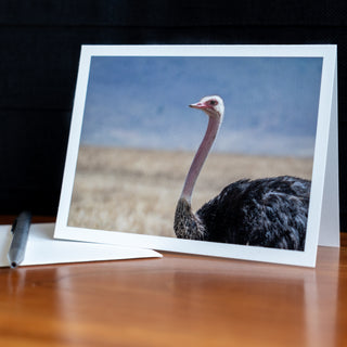 Angled view of a notecard on a table with pen and envelope printed with a wildlife photograph of a common ostrich 
