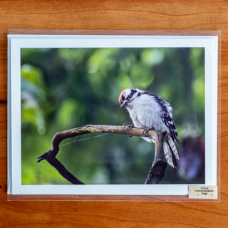 Notecard printed with a photograph of a downy woodpecker on a tree branch shown in transparent compostable packaging