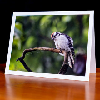 Angled view of a handmade notecard printed with a wildlife photograph of a downy woodpecker looking down from a tree branch