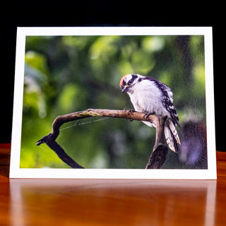 Front of a handmade notecard printed with a wildlife photograph of a downy woodpecker looking down from a tree branch