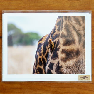 Notecard printed with a photograph of a red-billed bird on the side of a giraffe shown in transparent compostable packaging