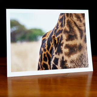 Angled view of a handmade notecard printed with a wildlife photograph of a bird on a giraffe with savanna in the background