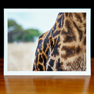 Front of a handmade notecard printed with a wildlife photograph of a bird on a giraffe with savanna in the background