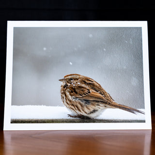 Front of a handmade notecard printed with a wildlife photograph of a song sparrow sitting on a railing in a snow storm