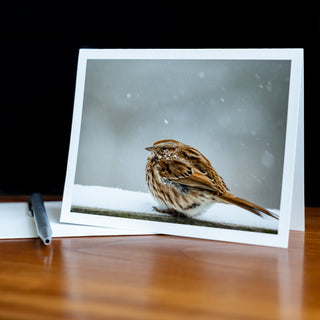 Angled view of a notecard on a table with pen and envelope printed with a wildlife photograph of a song sparrow in the snow