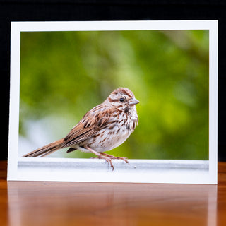 Front of a handmade notecard printed with a wildlife photograph of a song sparrow perched on a metal fence in summer