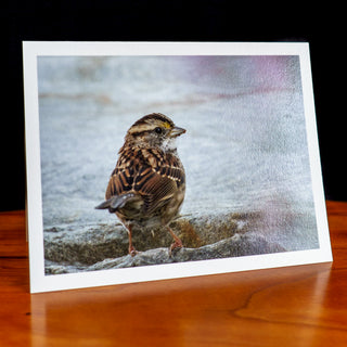 Angled view of a handmade notecard printed with a wildlife photograph of a white-throated sparrow on a rock looking back