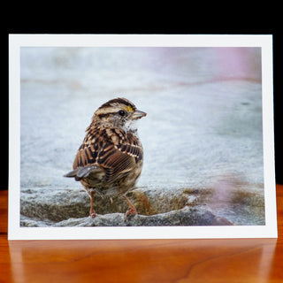 Front of a handmade notecard printed with a wildlife photograph of a white-throated sparrow perched on a rock looking back 