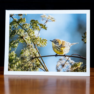 Front of a handmade notecard printed with a wildlife photograph of a yellow-rumped warbler in low brush in morning sunlight